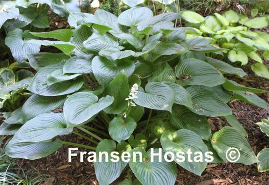 Hosta Satin Beauty